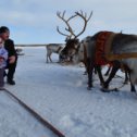 Фотография "ЯНАО 2015г. День оленевода."