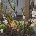 Фотография "Фасолька растет. Яйца ... цветут. Весна не идет. #сидимдома #весна2020 #всебудетхорошо #april #пасхальныеяйца #nature  #goodday #easter #minsk  #belarus"