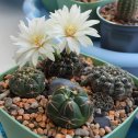 Фотография "С цветами Gymnocalycium mesopotamicum (уже взрослый, детка от растения Ирины Cactus)"