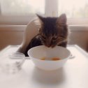 Фотография "Ведь у всех коты так едят манго??? "