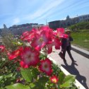Фотография "Шикарные цветы на Цветном бульваре"