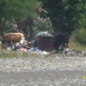 Фотография "Абхазия коровы на пастбище!!!"