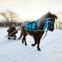 Фотография "А эта заездка нашей Кнопочки в санки, пожалуй, самый лучший итог мастер-класса прошедшей зимы !!! )))))))))))"