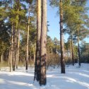 Фотография "Зимний лес. "