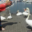Фотография "Очень общительные лебеди на набережной озера в Женеве"