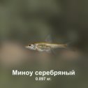 Фотография "https://ok.ru/game/trophyfishing2?74237 Миноу серебряный, Карповые, 0.097kg, Миссисипи, База Миссисипи, TF-10i, Хлеб.  #Миноу серебряный #Карповые #Миссисипи #База Миссисипи #Хлеб #trophy #fishing #fish #трофейная #рыбалка #рыба"