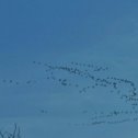 Фотография "28 апреля 2024 года. Эвенск Магаданской области.
 В нашей тундре  лежит снег, по ночам слабые заморозки, речки ещё не вскрылись, но птицы  с тёплых краёв  летят к нам на РОДИНУ  , торопятся, соскучились......"