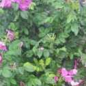 Фотография "парковая роза, цвететс июня до замарозков"