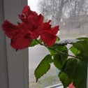 Фотография "Апрельское цветение гибискуса. "