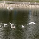 Фотография "Лебеди и чайки на пруду . Апрель 2024г."