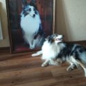 Фотография "На фоне своего портрета шелти  по имени Арчи. Собачка моей дочери, портрет в исполнении хозяйки 😘"
