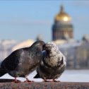 Фотография "Весна! Любовь!"