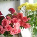 Фотография "Цветы в день рождения от Мишеньки и Маришки, и Лорочки.Я вас всех люблю."