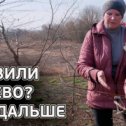 Фотография "Что важно сделать после того как вы привили плодовое дерево.
https://youtu.be/ebbiqhc0xsE"