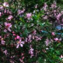 Фотография "Цветущий миндаль в барнаульском дворике 🌸"