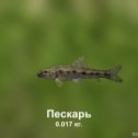 Фотография "https://ok.ru/game/trophyfishing2?195734 Пескарь, Карповые, 0.017kg, Волга, База Волга, TF-500, Манка.  #Пескарь #Карповые #Волга #База Волга #Манка #trophy #fishing #fish #трофейная #рыбалка #рыба"