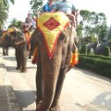 Фотография "Тайланд сад  Нонг  Нуч
на высоте слона"