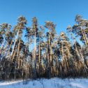 Фотография "Скользя по утреннему снегу,
Друг милый, предадимся бегу
Нетерпеливого коня
И навестим поля пустые,
Леса, недавно столь густые,
И берег, милый для меня."