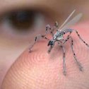 Фотография "это не комар, это прототип армии америки, этот "комар" может летать, у него встроеный микрофон и камера а также он может брать безчуствельно кров а этим и дна человека"