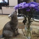 Фотография "Софочка очень любит цветы, особенно кушать:)"