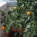 Фотография "Наше апельсиновое дерево на балконе"