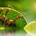 Фотография "Невероятно! В Южной Африке муравьи используются для сбора урожая ройбуша.
Все самое интересное здесь --> http://odnoklassniki.ru/game/ywnb?fromalbum"