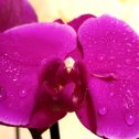 Фотография "Красавица орхидея Стелленбош!"