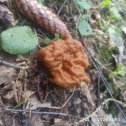 Фотография "Первые весенние грибы сморчки, строчки..."
