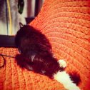 Фотография "У всех #коронавирус а я спать пойду, нам #котикам очень полезно спаааать
Всем мяуси"