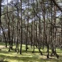 Фотография "Танцующий лес на Куршской косе. 04.05.24."