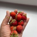 Фотография "Первая в этом году🍓"