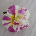 Фотография "Моя новиночка, калиброхиа, первый цветок 🌼 "