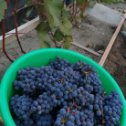 Фотография "Наш первый виноград Алтая"