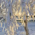 Фотография "А снег белел и даль лучилась, а я счастливой быть училась.
 Училась благодарной  быть, не привередничать, не ныть.
Простые дни считать дарами...
И получалось временами.... "