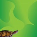 Фотография "Невероятно! Черепахи могут жить без пищи до десяти лет.
Все самое интересное здесь --> http://odnoklassniki.ru/game/ywnb?fromalbum"
