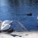 Фотография "Лебеди-шипуны и кликун. 06.03.2024 г."