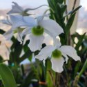 Фотография "Dendrobium dearei, классный, мне нравится, хотя название не очень 🙈 цветет уже больше двух месяцев"