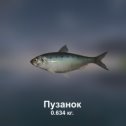 Фотография "https://ok.ru/game/trophyfishing2?105266 Пузанок, Сельдевые, 0.634kg, Днепр, Лиман, TF-10000, Кузнечик.  #Пузанок #Сельдевые #Днепр #Лиман #Кузнечик #trophy #fishing #fish #трофейная #рыбалка #рыба"