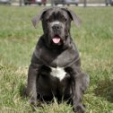 Фотография от 🐶🐕Ольга Italian cane Corso