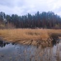 Фотография "В парке Утиное озеро снег и лёд растаял, и уже прилетели утки. "