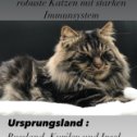 Фотография от Kurilian Bobtail Germany „of Aino Legacy“