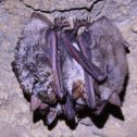 Фотография "Летучие мышки. В пещере на горе Больше. Карачаево-Черкесия"