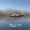 Фотография "https://ok.ru/game/trophyfishing2?105266 Чешуйница, Карповые, 0.158kg, Нил, Водопой, TF-1z, Манка.  #Чешуйница #Карповые #Нил #Водопой #Манка #trophy #fishing #fish #трофейная #рыбалка #рыба"