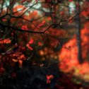 Фотография "Багрец на опушке леса в Золотую осень.
Пестрота листвы скумпии.
Это ж #Крым - #яZдесьживу"