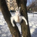 Фотография "Вот такие зайцы живут в Люблино!"