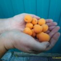 Фотография "Уральские абрикосы у нас в саду."
