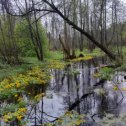 Фотография "Марьюшка после дождя ☔"