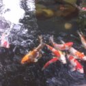 Фотография "А вот такие рыбки у нас в фонтане!!))"