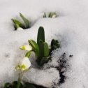 Фотография "Зима взяла реванш за два аномально теплых месяца, Резкий перепад температуры от +16 до -16. обильный снегопад, и мы оказались в крепких объятиях зимы, И только дней через 10 в солнечных местах осел снег и выглянули первоцветы,оказывается они расцвели под снегом, а в тени подснежников еще не видно,
Да,,,,такого крутого февраля я не припоминаю"