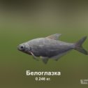 Фотография "https://ok.ru/game/trophyfishing2?35941 Белоглазка, Карповые, 0.246kg, Волга, База Волга, TF-500, Хлеб.  #Белоглазка #Карповые #Волга #База Волга #Хлеб #trophy #fishing #fish #трофейная #рыбалка #рыба"